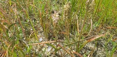 Lachenalia bachmannii