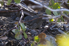 Passerella iliaca