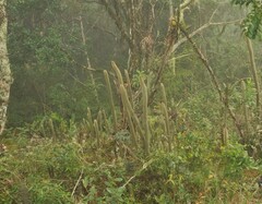 Arthrocereus melanurus