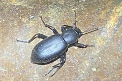 Tenebrionidae