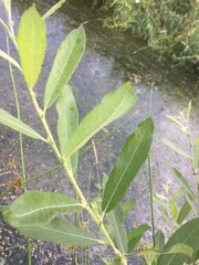 Salix aurita