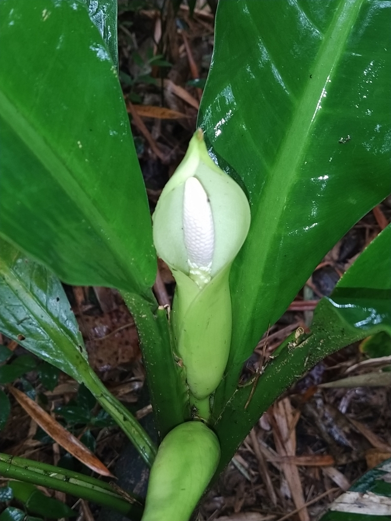 monstera peru Monstera Obliqua Peru