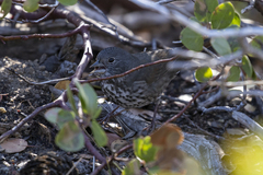 Passerella iliaca
