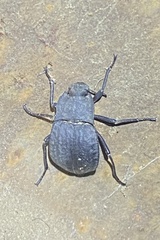 Stenomorpha opaca