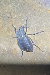 Stenomorpha opaca