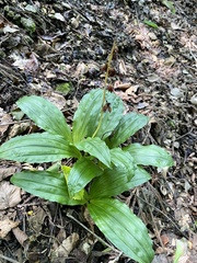 Calanthe discolor