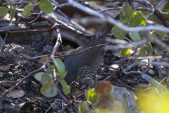Passerella iliaca