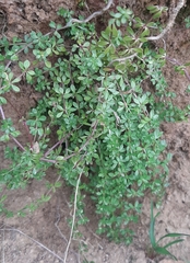 Galium saxatile