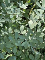 Baptisia australis