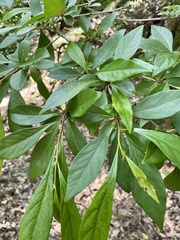 Lindera erythrocarpa