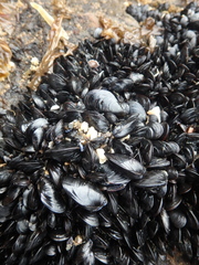 Mytilus trossulus