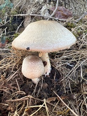 Agaricineae
