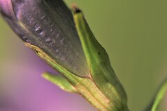 Gentianella rhaetica