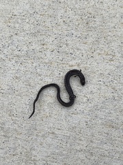 Batrachoseps nigriventris