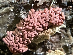 Arcyria stipata