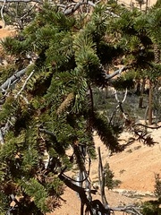 Pinus longaeva