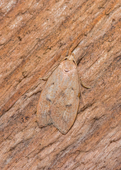 Machimia tentoriferella