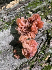 Phaeotremella