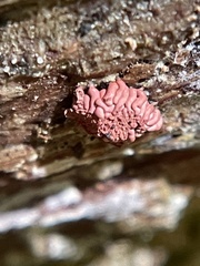 Arcyria stipata