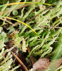 Cladonia gracilis