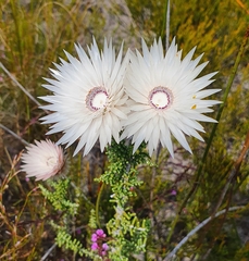 Phaenocoma prolifera