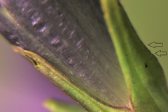 Gentianella rhaetica