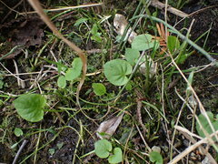 Viola