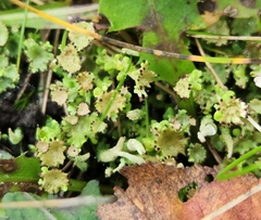 Cladonia gracilis
