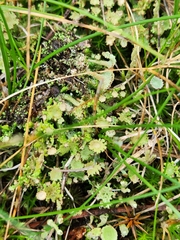 Cladonia gracilis