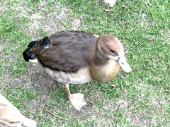 Alopochen aegyptiaca