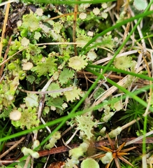 Cladonia gracilis