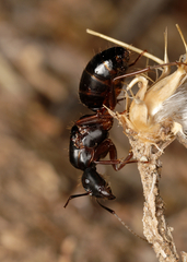 Camponotus sansabeanus