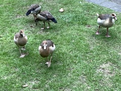 Alopochen aegyptiaca