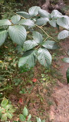 Rubus pensilvanicus