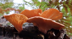 Craterellus ignicolor