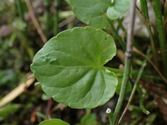 Viola