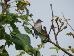 Picumnus granadensis