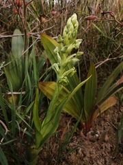 Pterygodium inversum