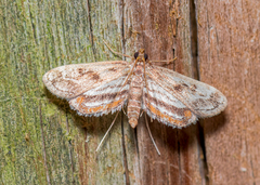 Parapoynx obscuralis