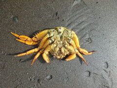 Telmessus cheiragonus