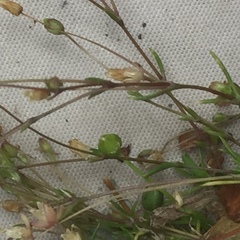Sagina micropetala