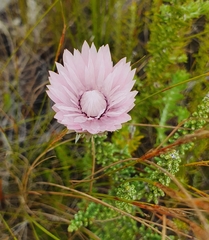 Phaenocoma prolifera