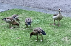 Alopochen aegyptiaca