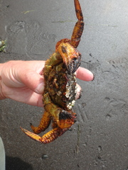 Telmessus cheiragonus