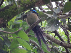 Momotus aequatorialis
