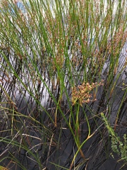 Juncus militaris