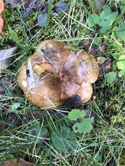 Paxillus involutus