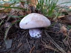 Lepista personata