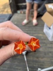 Ipomoea coccinea