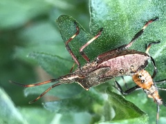 Leptoglossus phyllopus